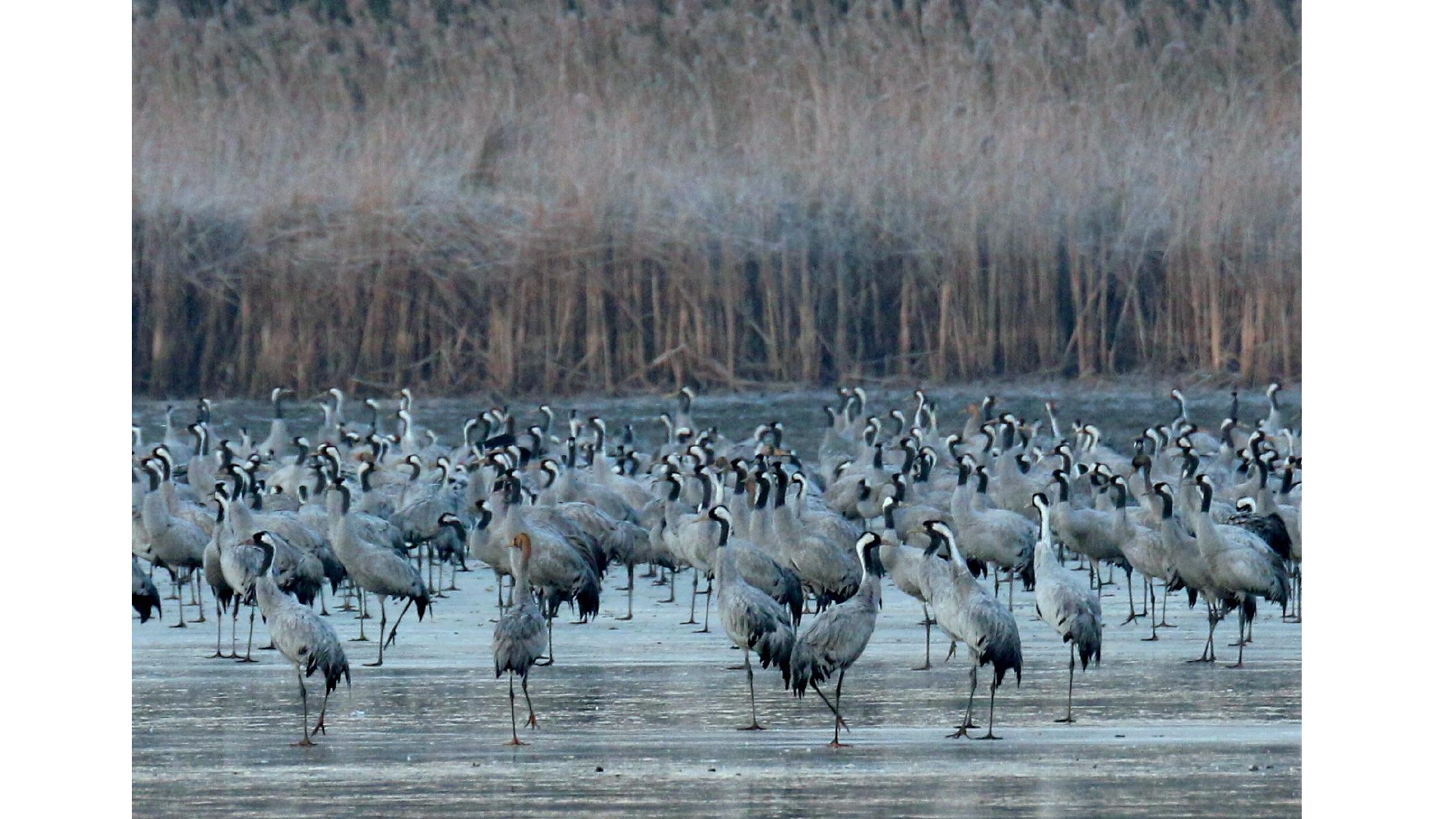 QUAND LES GRUES CENDREES_page-0010.jpg (1.23 MB)