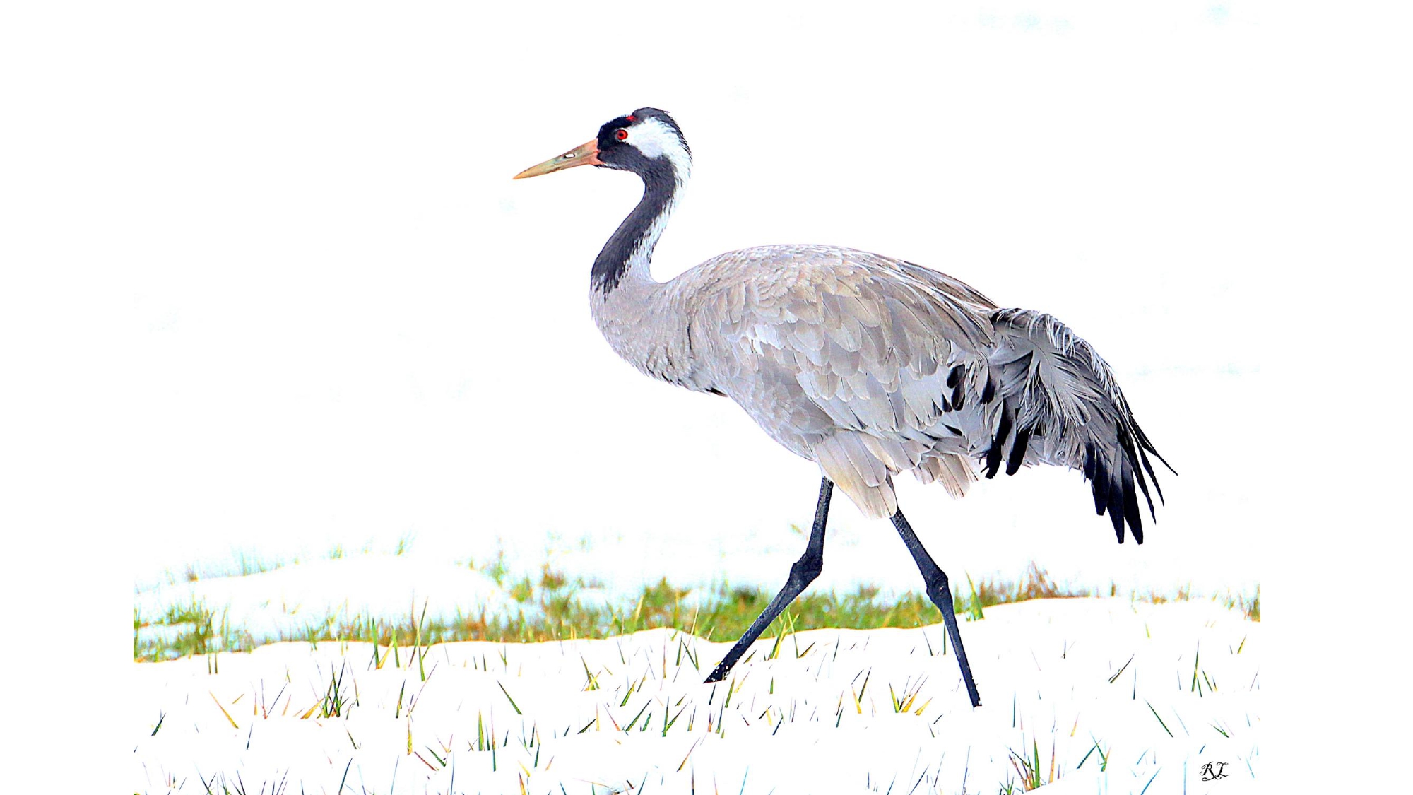 QUAND LES GRUES CENDREES_page-0016.jpg (598 KB)