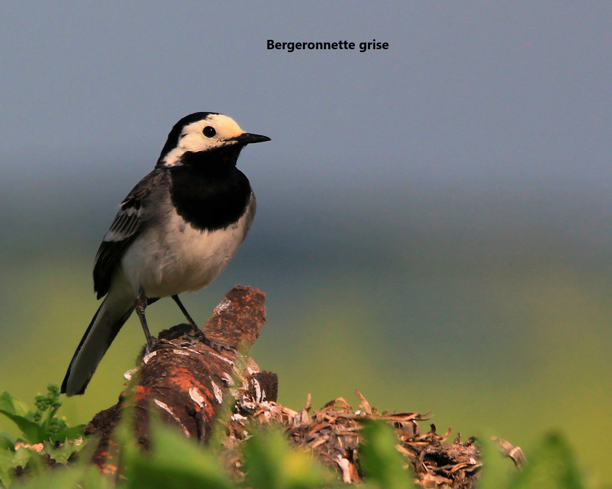 01 Bergeronnette grise.jpg (544 KB)
