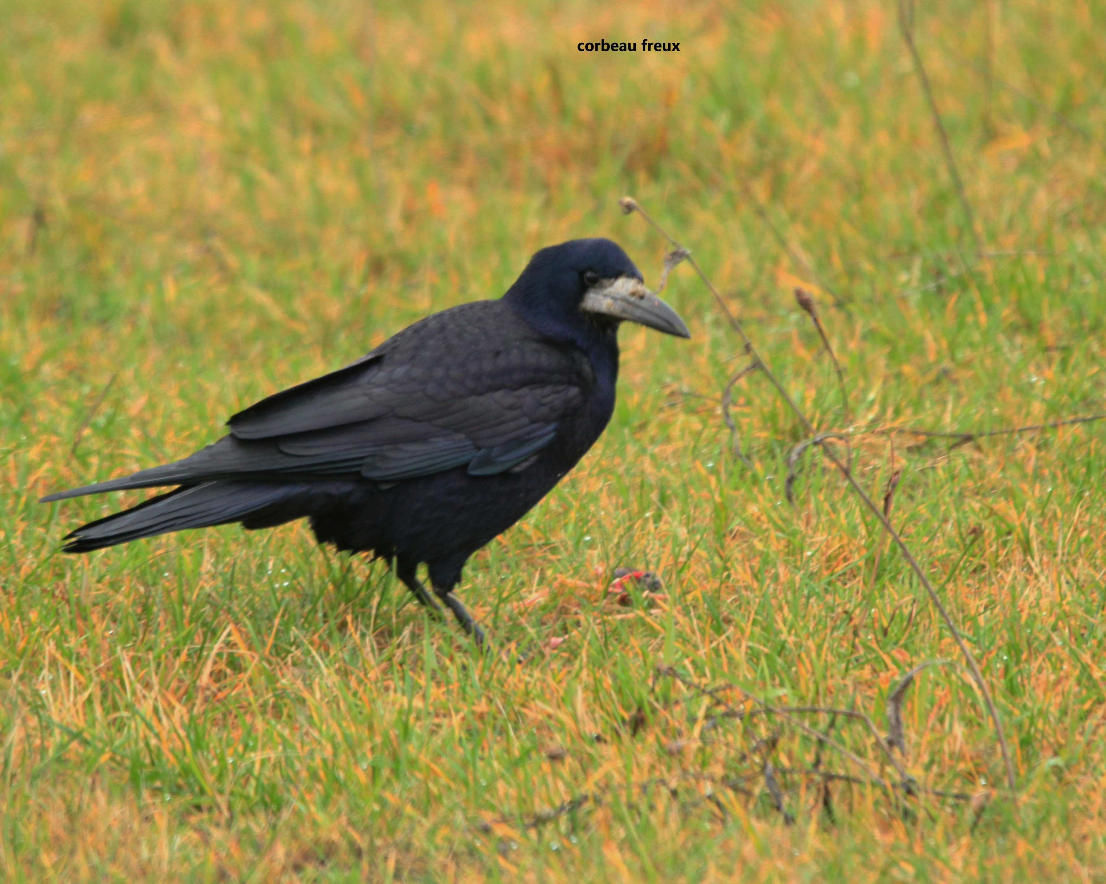 05 Corbeau freux.jpg (1.46 MB)