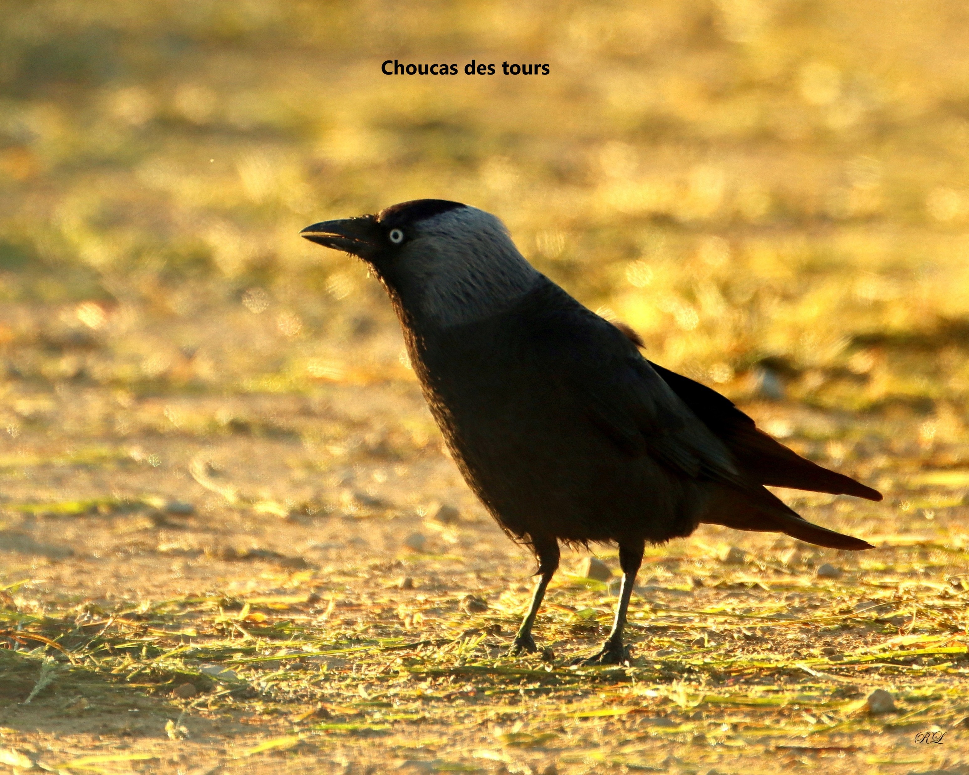 06 Choucas des tours.jpg (1.54 MB)