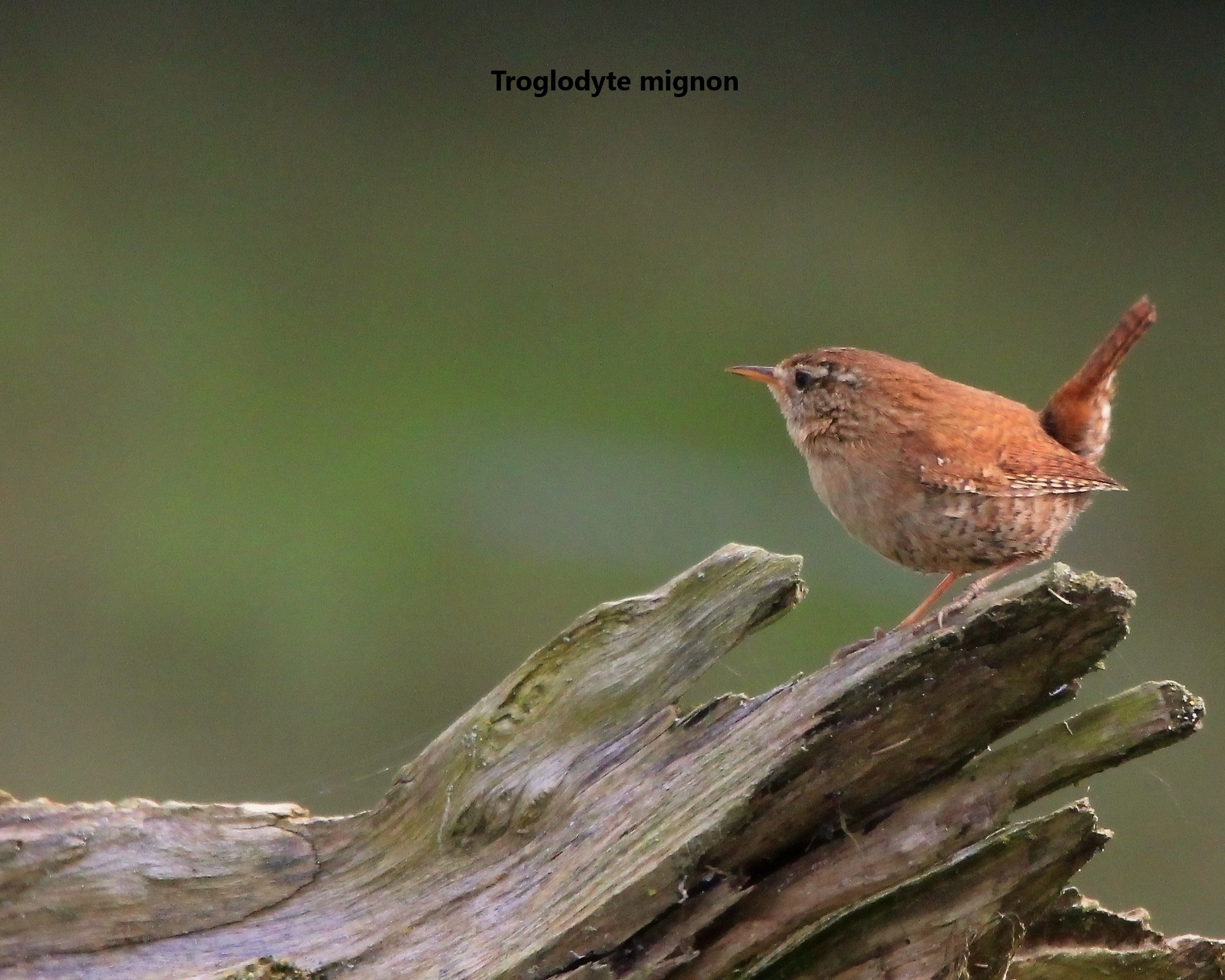 08 Troglodyte.jpg (870 KB)