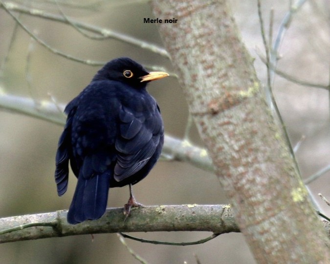 11 Merle noir.jpg (73 KB)