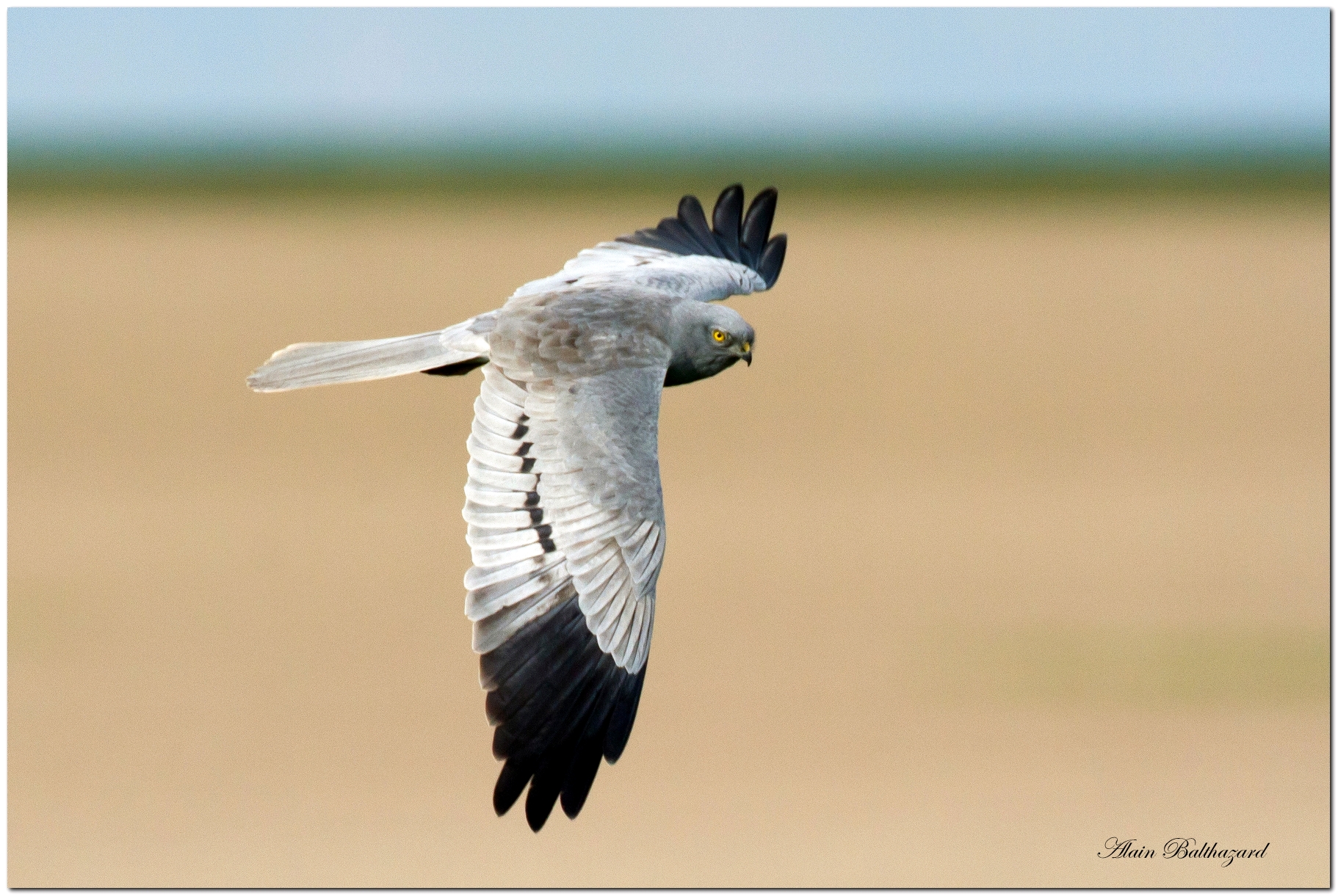 busards_presentation002.jpg (1.57 MB)