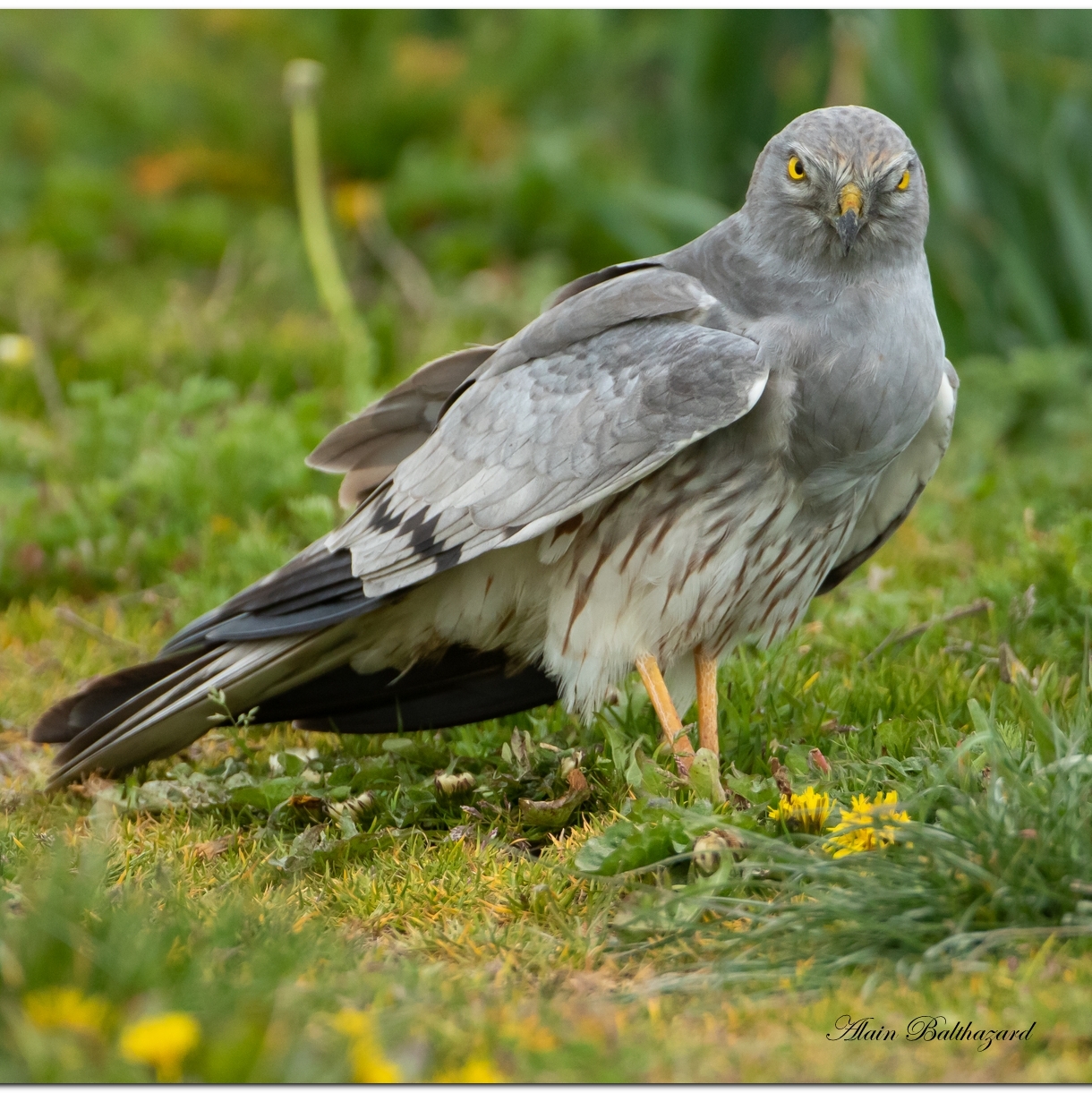 busards_presentationcarr&eacute;.jpg (1.03 MB)