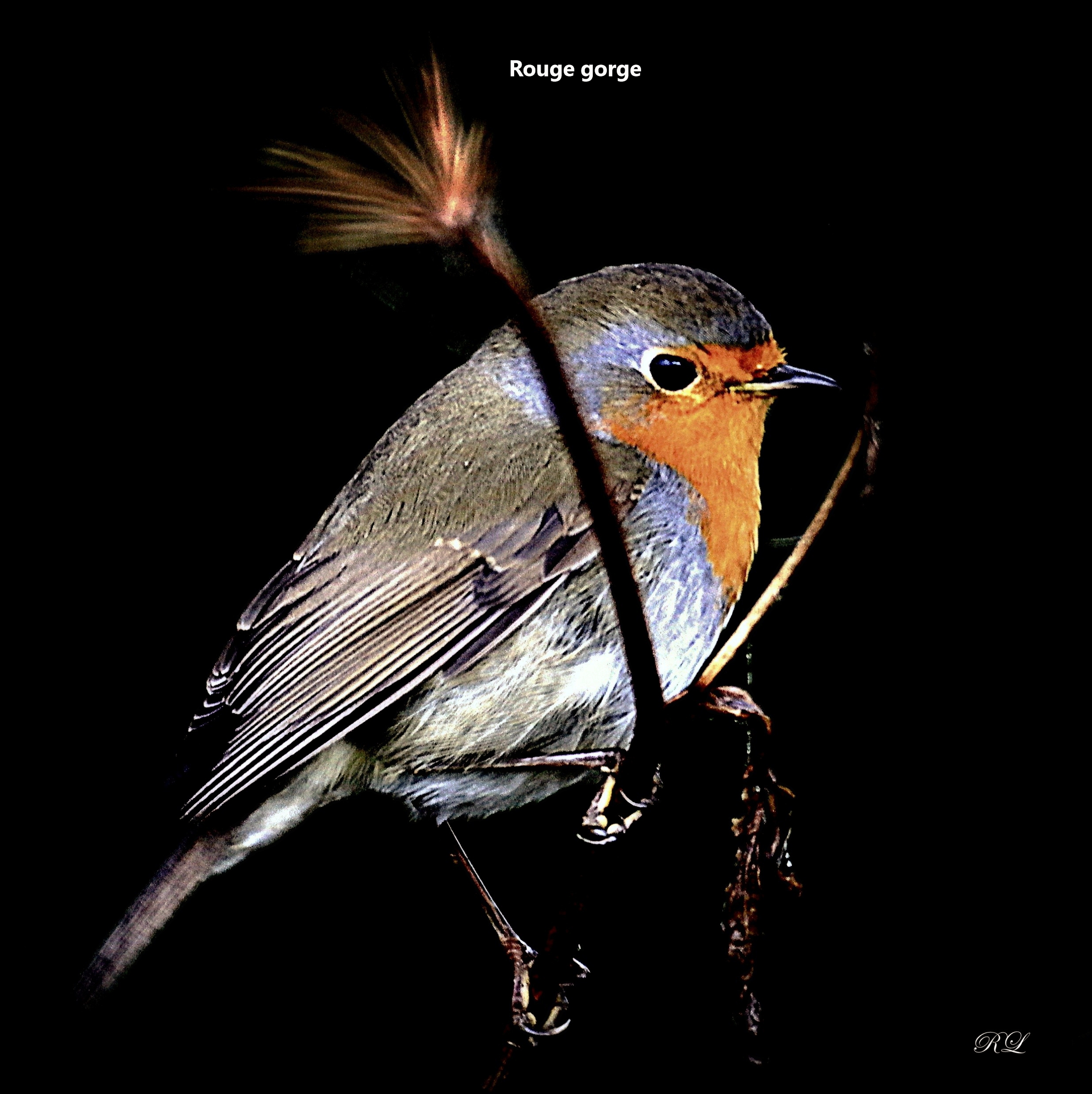 rouge gorge.jpg (1.49 MB)